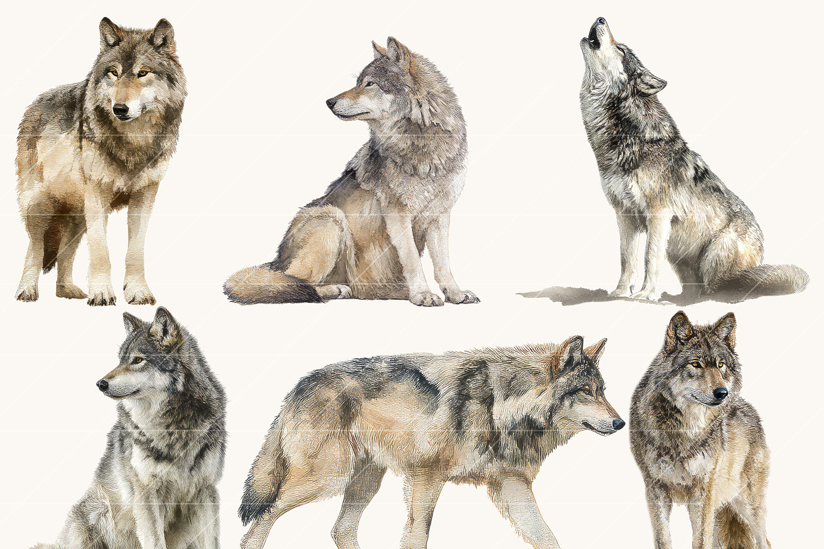 Watercolor Wolf Clipart Set, an Animal Illustration by Design Scotch (Photo 4 of 8)