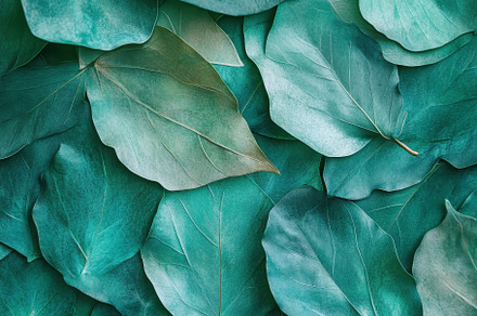 Exquisite arrangement of green leave, a Photo by Tanuart