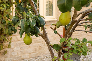 Ripening pears hanging from a fruit tree in an outdoor garden se, a Photo by Studio ANNA