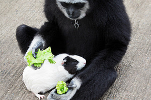 Monkey feeding guineapig, a Photo by saiko3p