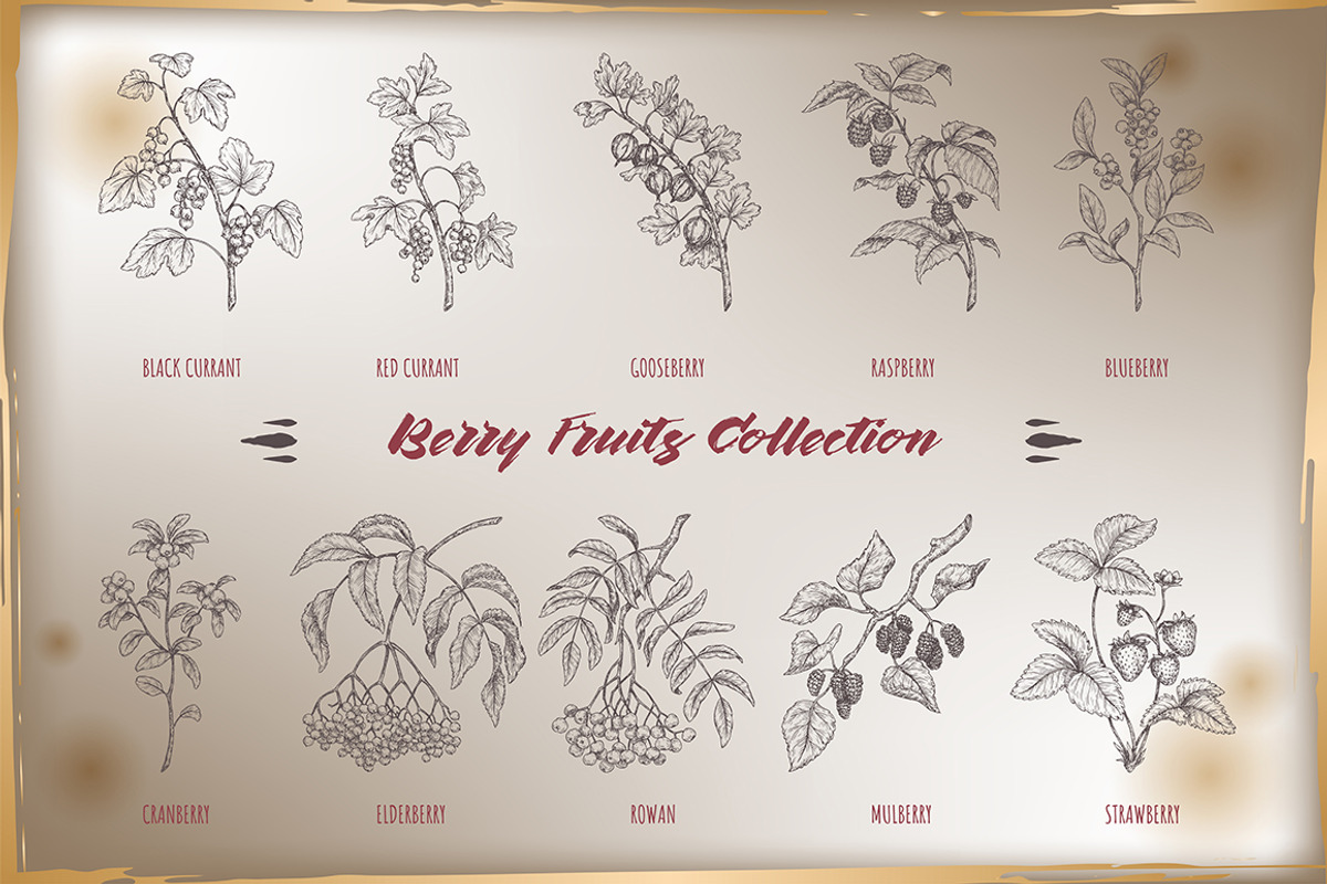 Berry fruits collection, a Food Illustration by Quetzal Art (Photo 2 of 5)
