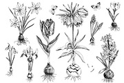 Spring Bulbous flowers, a Decorative Illustration by handsketched (Thumbnail 3 of 10)
