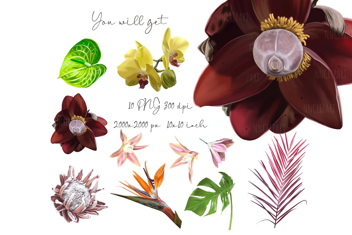 Wedding Tropical flower bundle, an Illustration by NNclipart (Photo 3 of 9)