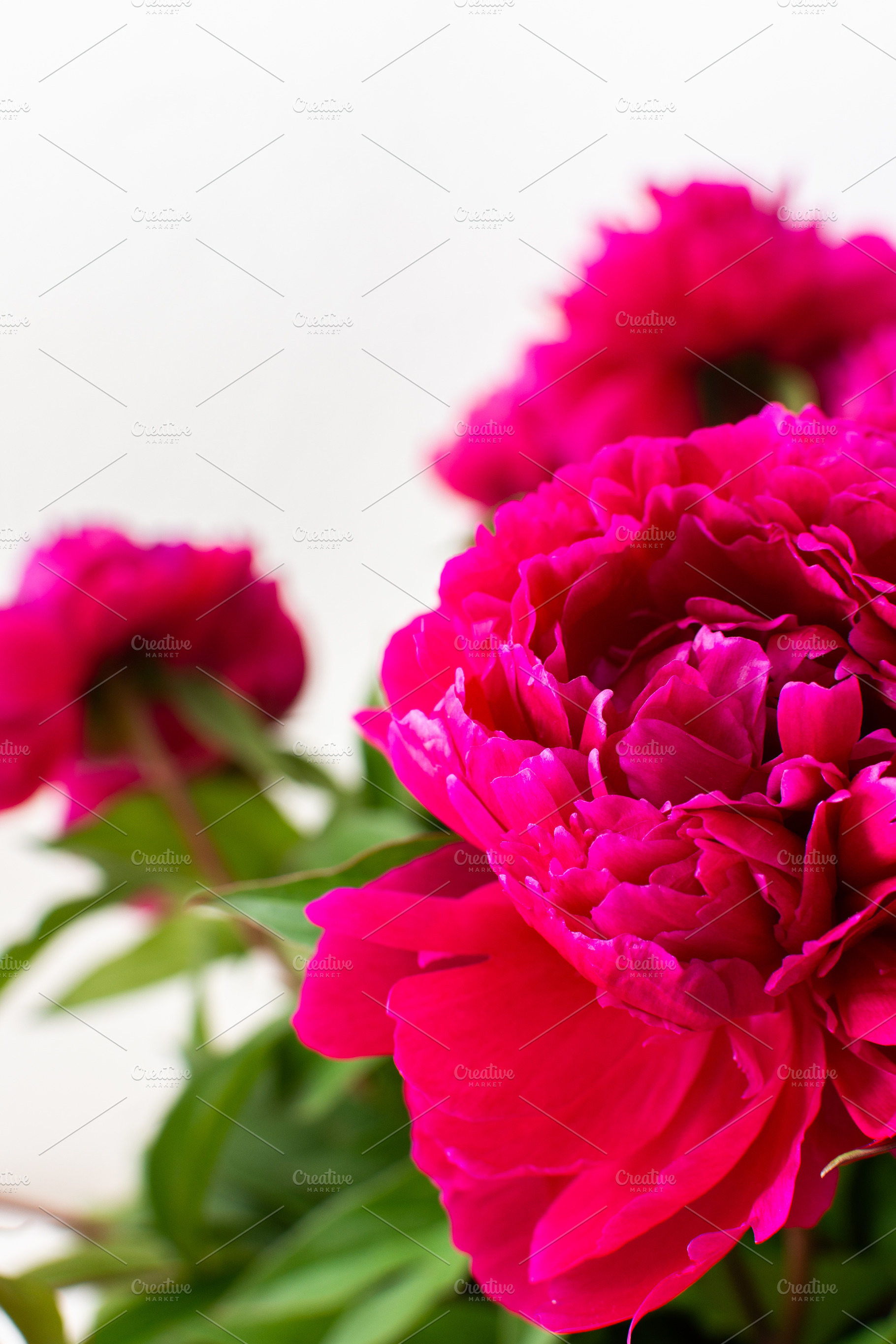 Peonies close up, a Nature Photo by Pandateam