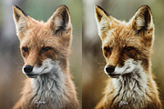 30 Countryside Lightroom Bundle, a Preset Add-On by 3Motional (Thumbnail 4 of 11)