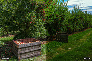 Golden Apple Orchard Presets, a Preset Add-On by AAA Presets (Thumbnail 14 of 14)