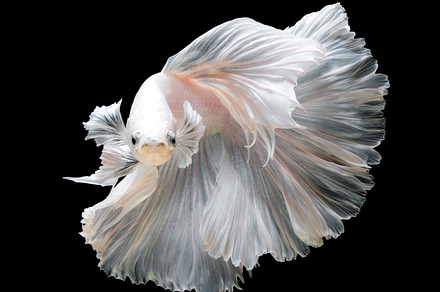Siamese fighting fish containing water, space, and open