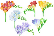 Freesia. Watercolor collection, a Decorative Illustration by Watercolor fantasy (Thumbnail 2 of 7)