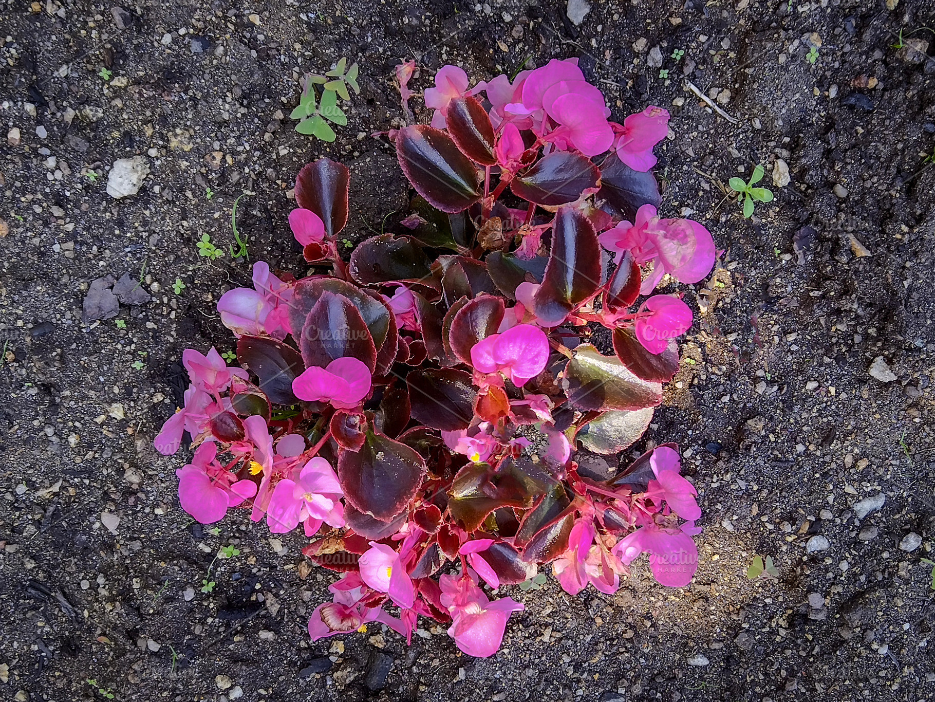 Small flower on soil, a Nature Photo by DanFLCreativo
