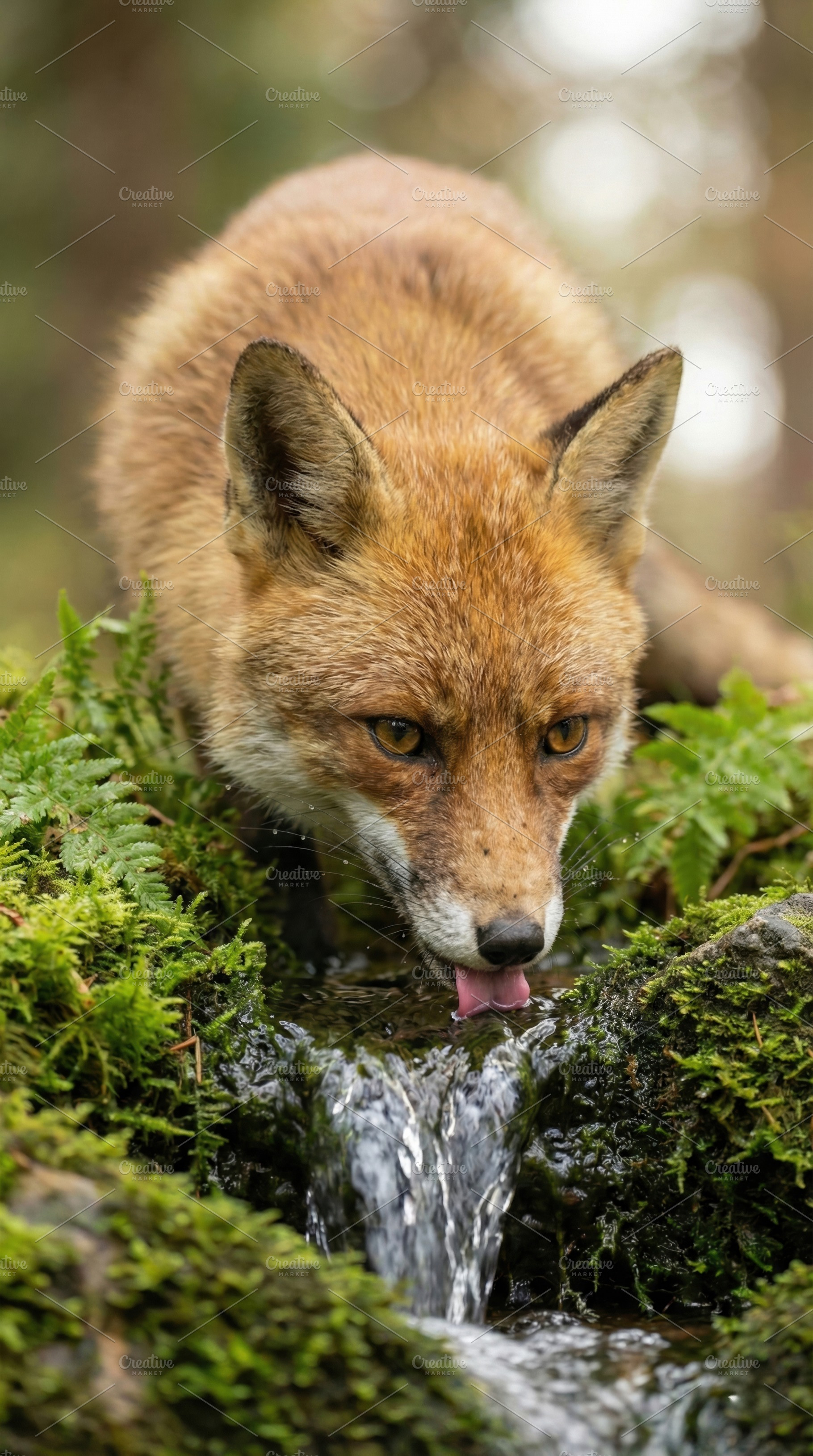 Wild Red Fox Drinking Fresh Water, an Animal Photo by Virgo Studio
