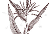 Sweet Corn. Vector Food Collection, a Food Illustration by Yevheniia (Thumbnail 2 of 6)