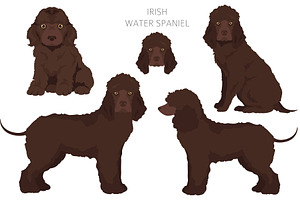 Irish Water Spaniel Clipart