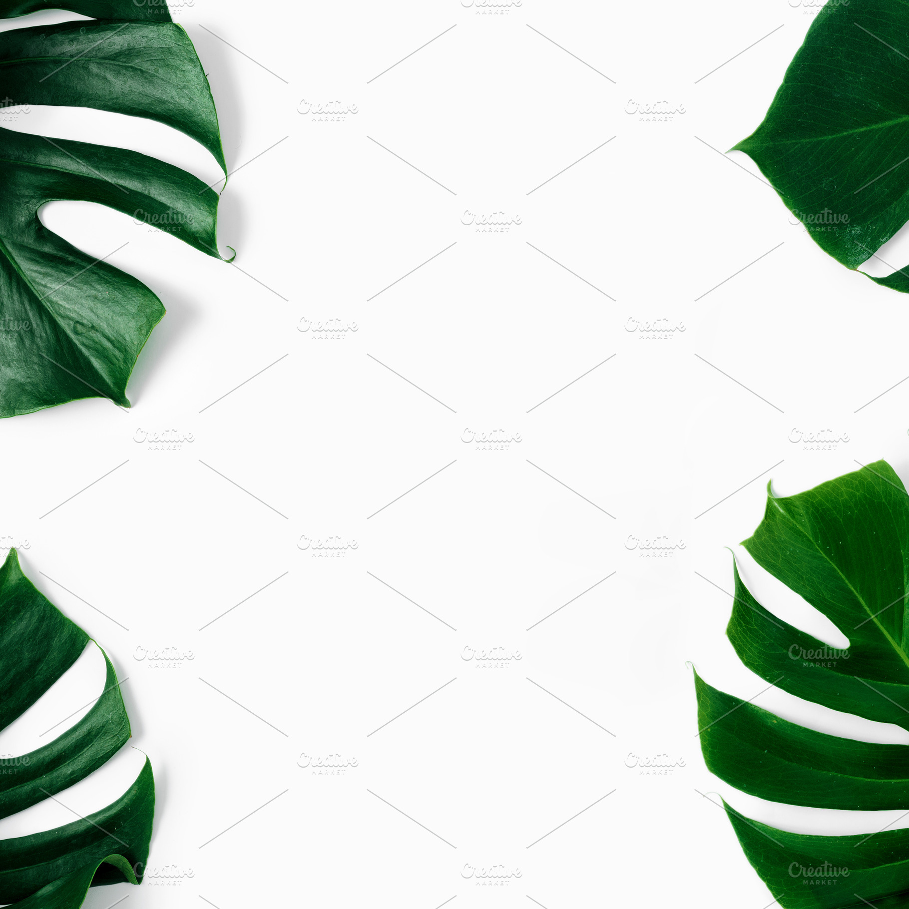 Frame tropical leaves monstera featuring monstera, leaves, and leaf, a Nature Photo by KucherPhoto