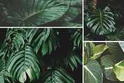 Tropical Leaves Bundle, a Nature Photo by René Jordaan Photography (Thumbnail 6 of 6)
