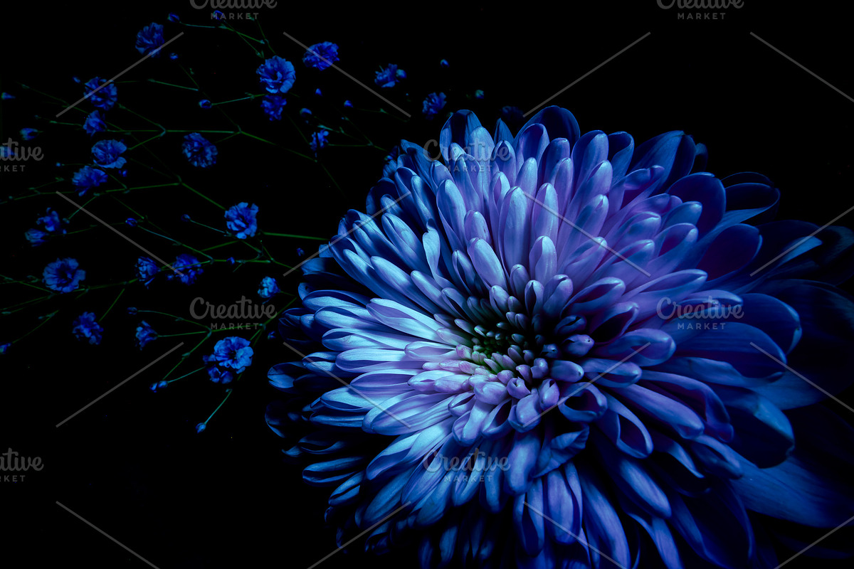 Dark Background Floral Bloom, a Nature Photo by Silent Nature (Photo 7 of 10)