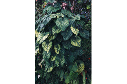 Green leaves background. Natural, a Nature Photo by undrey