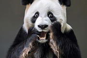 236 surprised animals, an Animal Photo by Handmadefont (Thumbnail 125 of 241)