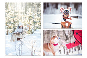 Winter Dog, Christmas Mood, an Animal Photo by WildStrawberry Magic (Thumbnail 7 of 11)