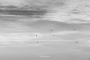 Black and white flock of birds migra