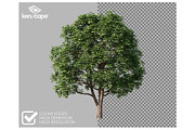 72 Assorted Trees Photo Overlays, a Nature Photo by KenScape (Thumbnail 2 of 3)