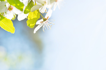 Branch with white flowers, a Nature Photo by Vapi