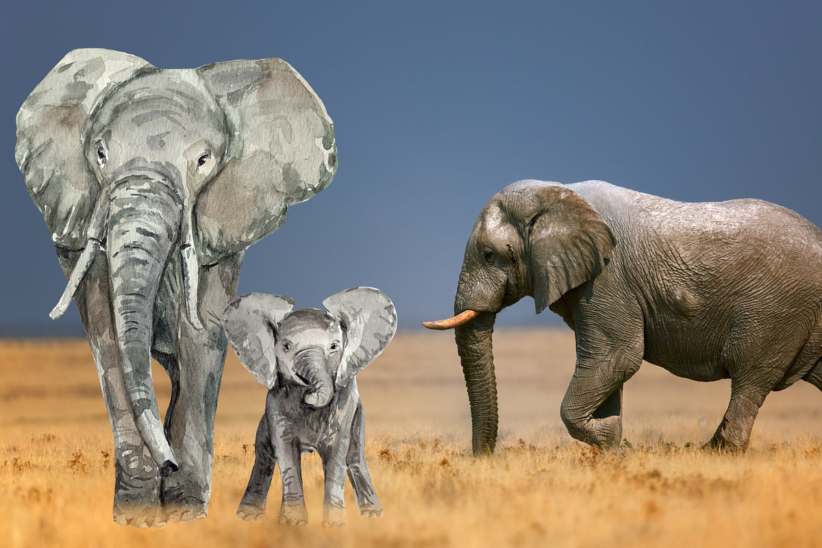 Watercolor Elephants Clip Art, an Illustration by Tati Bordiu (Photo 3 of 4)