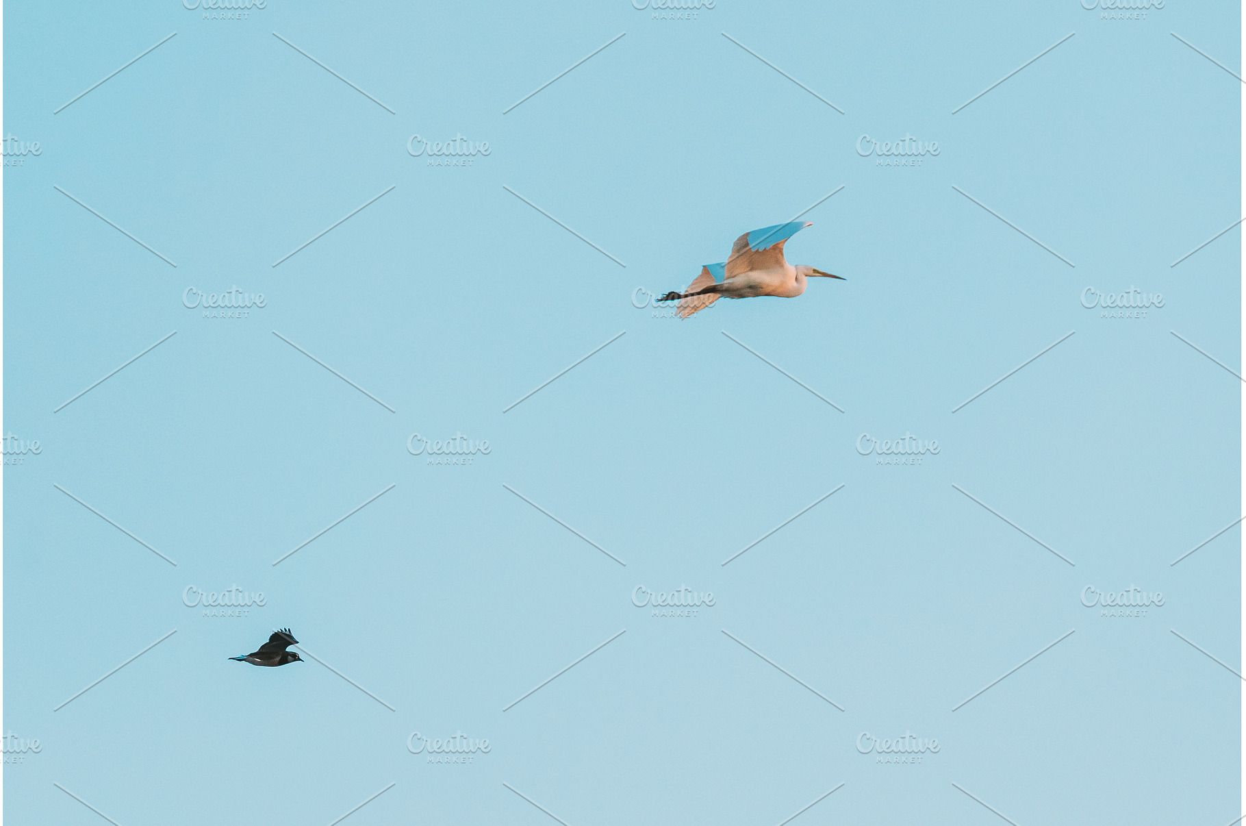 Belarus. Wild Birds Northern Lapwing, an Animal Photo by Our Amazing World