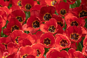 Vibrant Red Tulips in Full Bloom, a Nature Photo by Silent Nature (Thumbnail 1 of 4)
