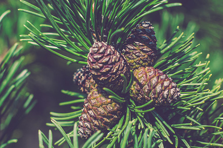 Pine tree cones featuring pine, tree, and cone, a Nature Photo by Riho Rannamäe