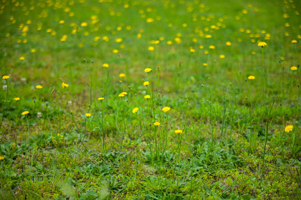 Yellow Wildflower Field