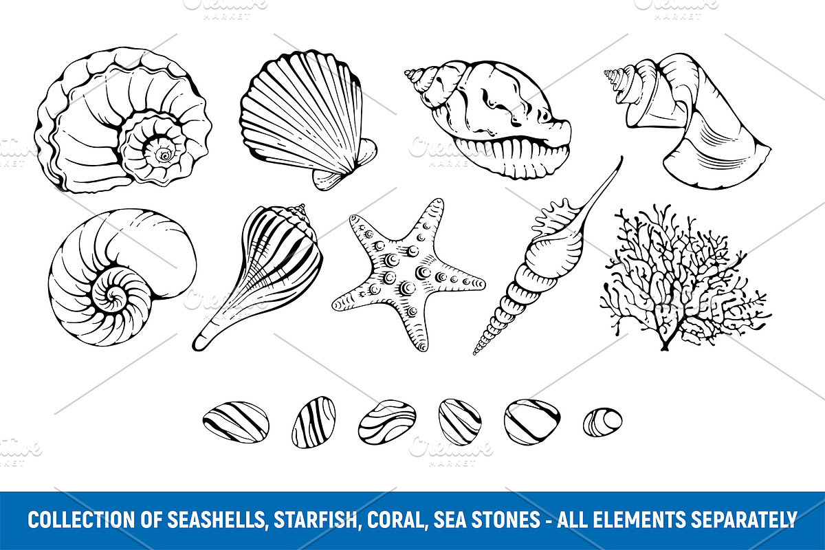 Sea shells patterns set, a Decorative Illustration by Vector beauty (Photo 3 of 7)