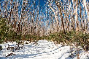 Snow Trees, a Nature Photo by THP Creative