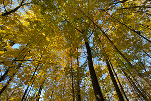 A view looking up through trees with vibrant yellow leaves against a blue sky, a Nature Photo by Textures & Backgrounds