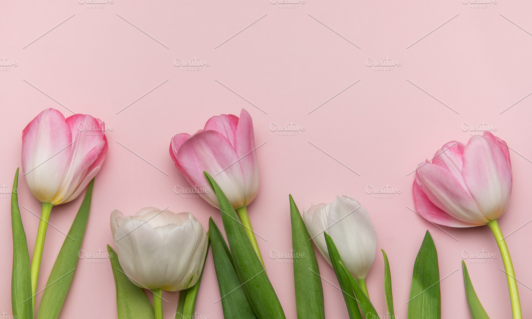 Pink and white tulips creating a border on pink background, a Holiday Photo by Olena Rudo