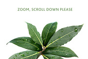 Laurel, an Object Graphic by Hortimages (Thumbnail 2 of 2)