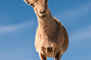Mountain goat on rock with clear blu, an Animal Photo by Perpis
