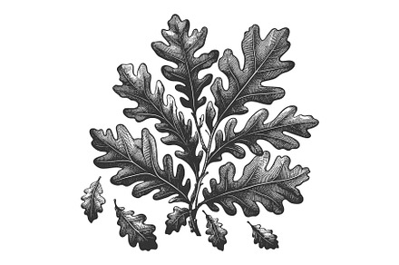 oak leaves engraving sketch vector, an Object Illustration by AlexArt