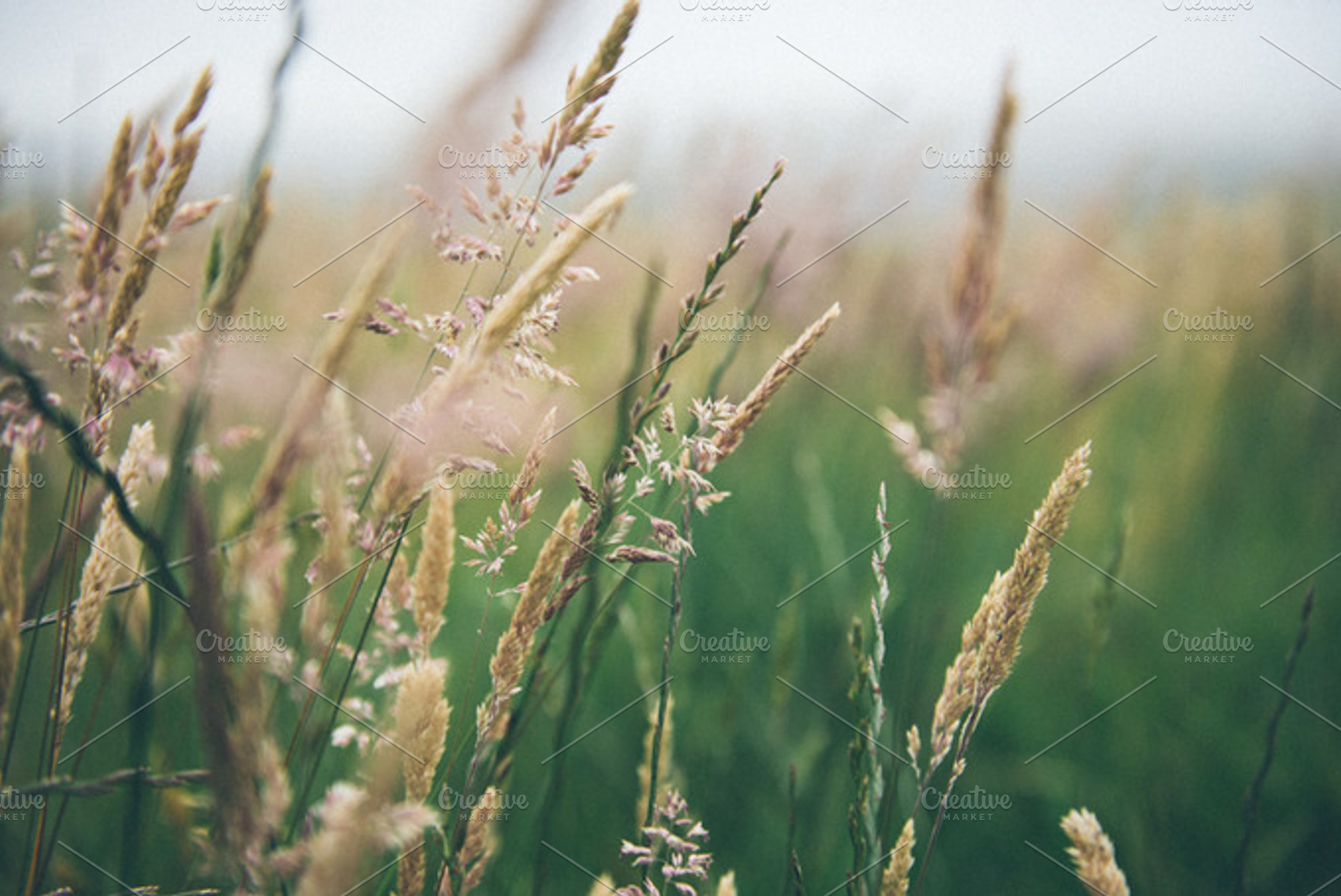 Grassy stock photo containing maui and hawaii, a Nature Photo by RodrigoM Photographs