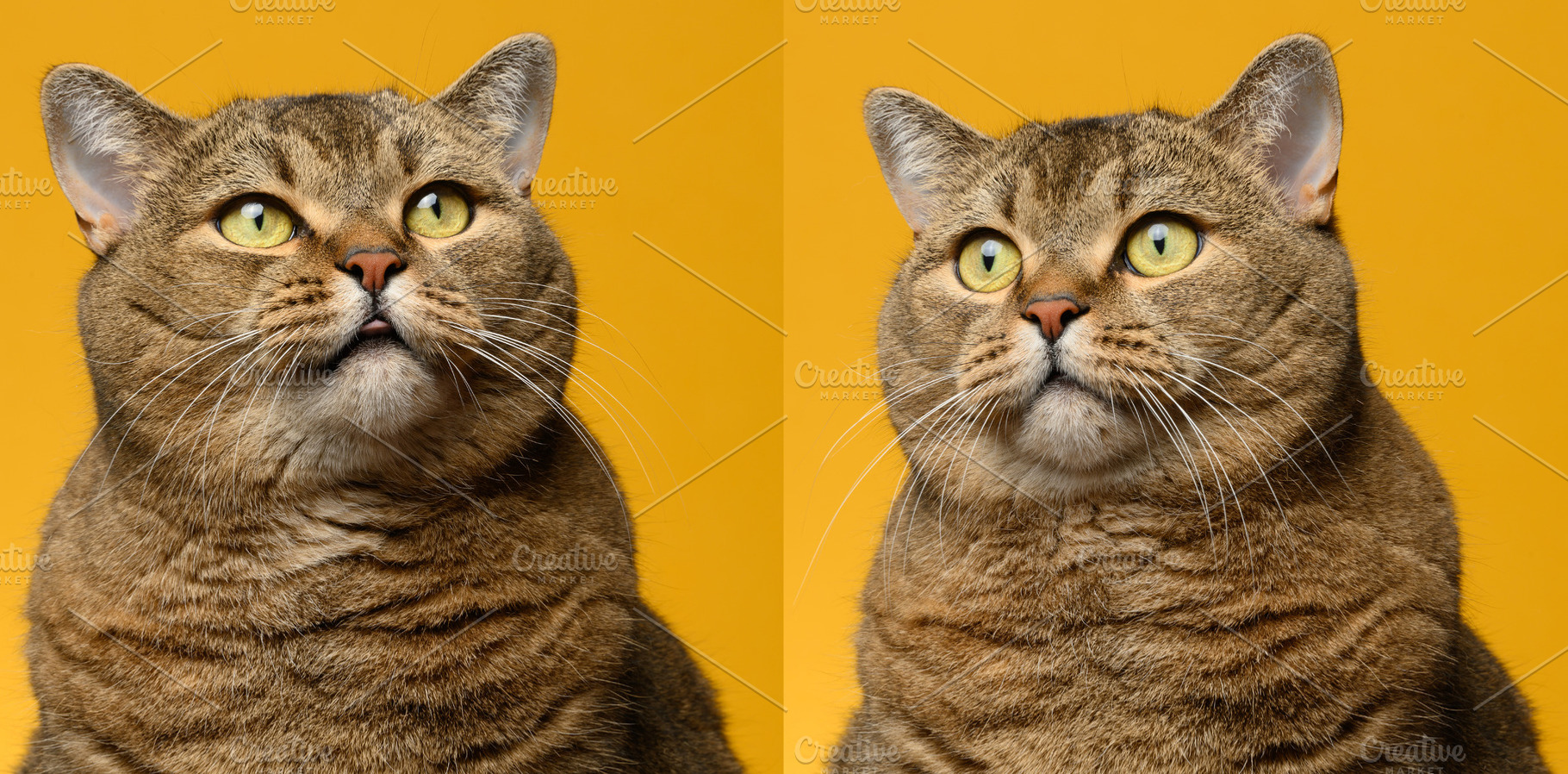 Portrait of an adult gray straight-eared cat on a yellow backgro, an Animal Photo by ndanko