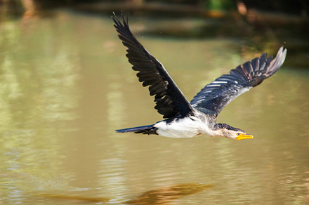 Little Pied Cormorant in flight, an Animal Photo by Rob D