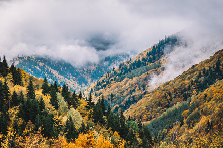 Autumn in the foggy mountain forest featuring forest, autumn, and nature, a Nature Photo by David Khelashvili