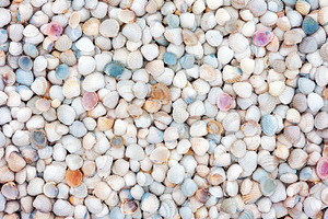 Sea shell background, a Nature Photo by BOOCYS