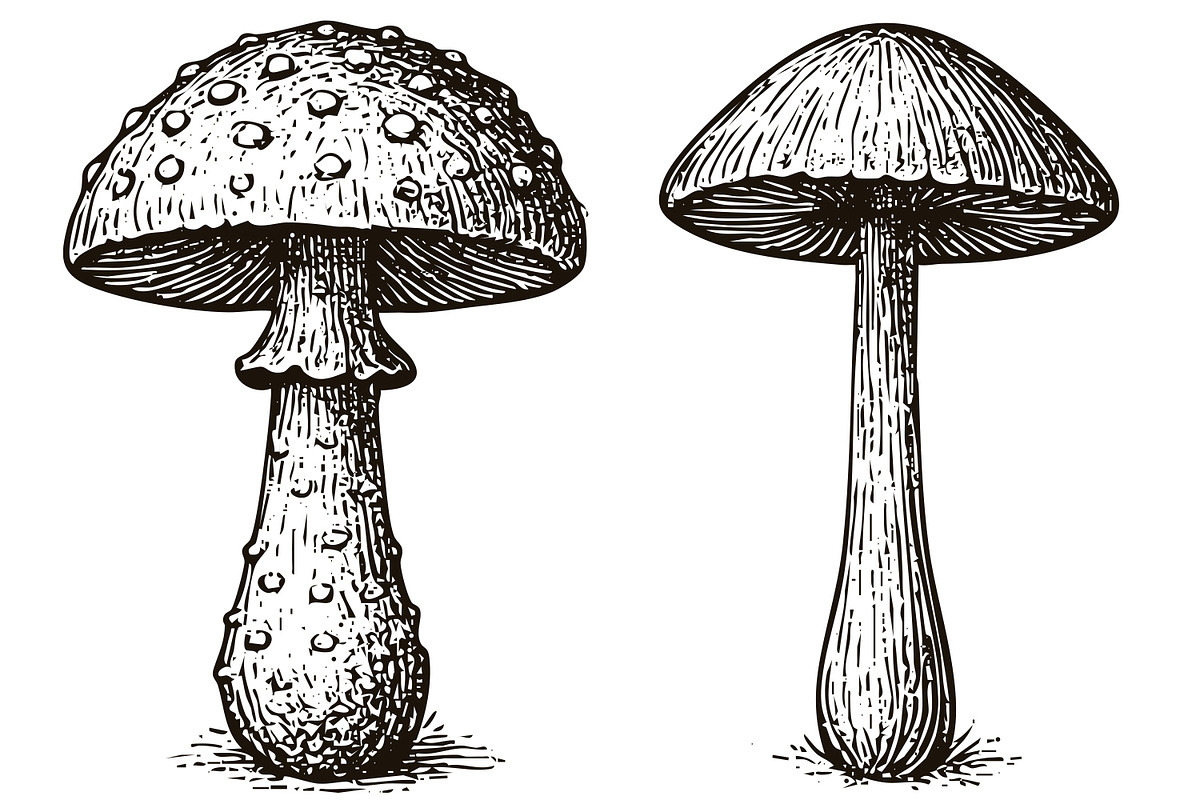 Vintage Mushroom Illustrations, an Illustration by Cool Worker (Photo 2 of 3)