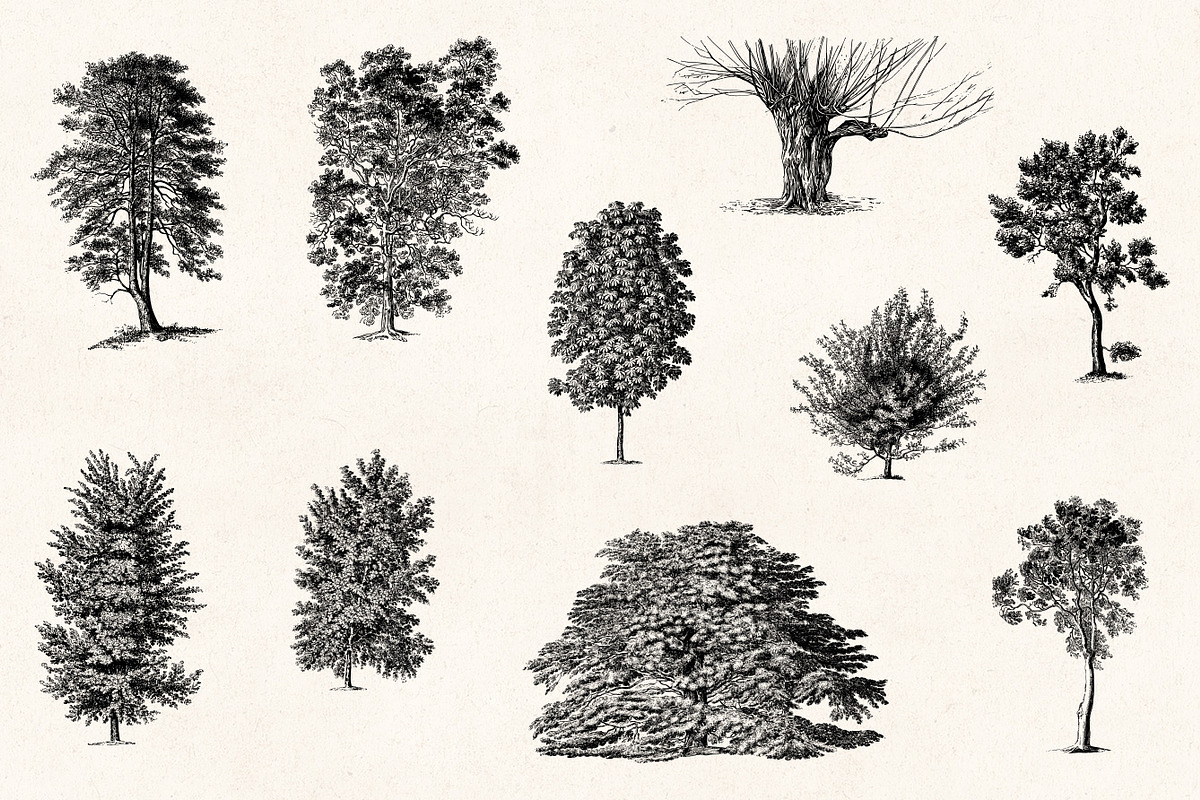 Trees - Vintage Illustrations Set, an Illustration by Graphic Goods (Photo 4 of 10)