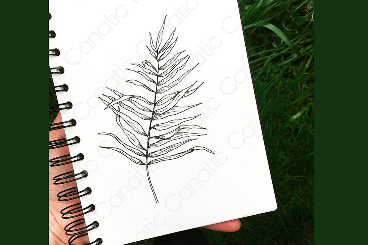 Palm leaf. Hand sketch and patterns, an Illustration by Canatic (Photo 7 of 7)
