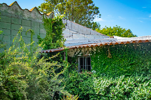 Sunny backyard garden with green foliage and blue sky, a Nature Photo by DanFLCreativo
