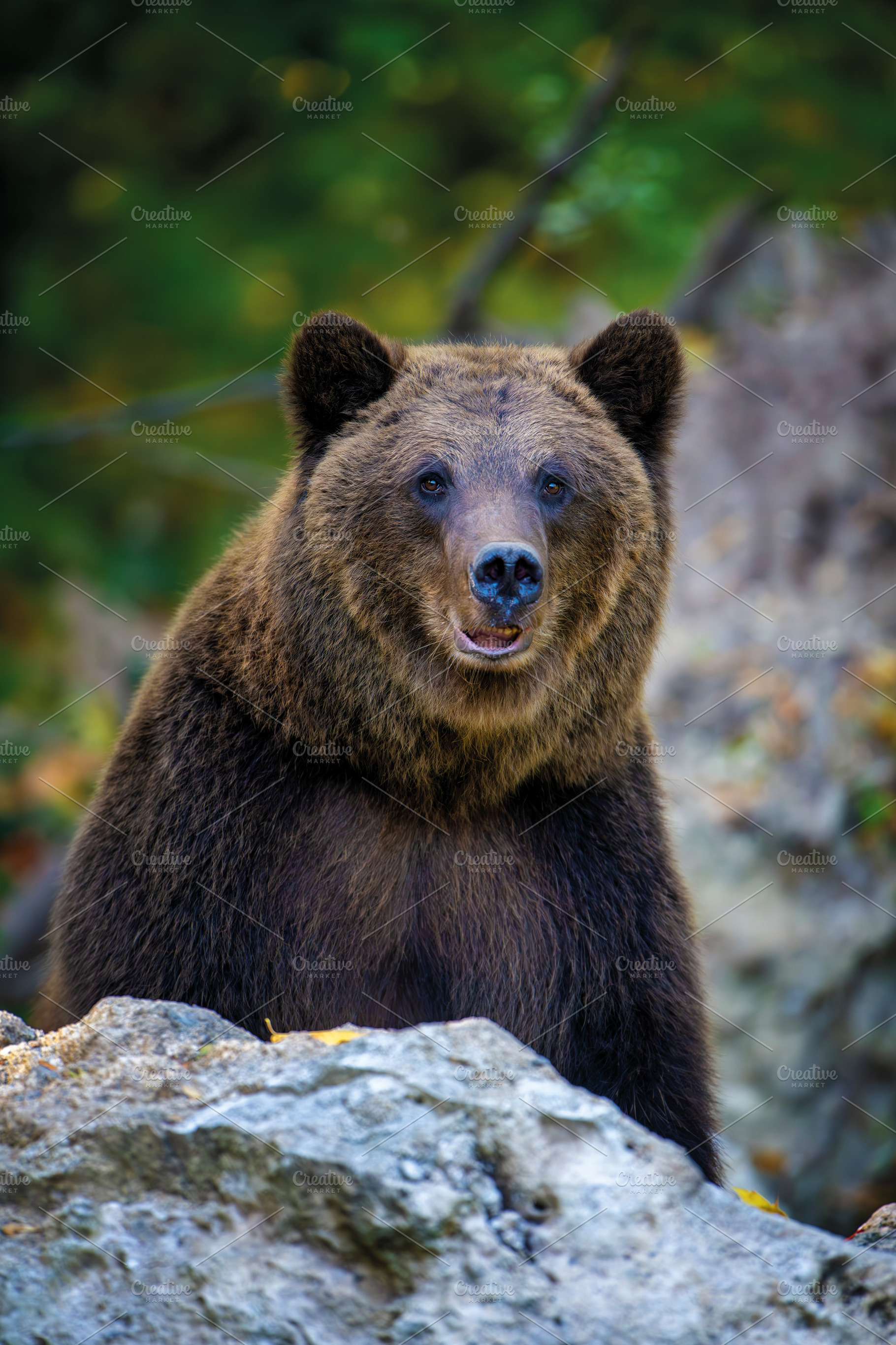 Brown bear on branch in summer forest. Animal in nature habitat., an Animal Photo by Byrdyak