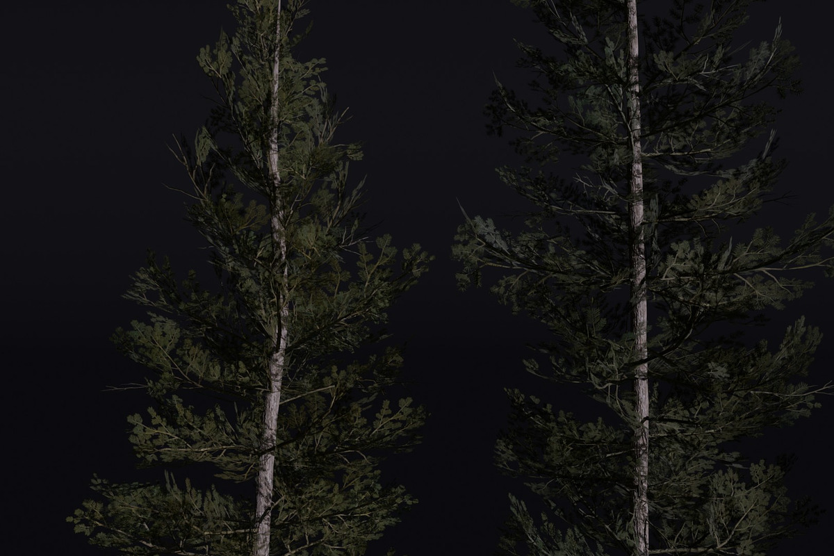 The Lodgepole Pine Tree, a Plants & Tree 3D Model by FuturePastCreatives (Photo 3 of 6)