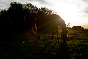 Horse - 70 Images