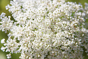 Summer Garden Collection, a Photo by Paper City Design (Thumbnail 17 of 21)
